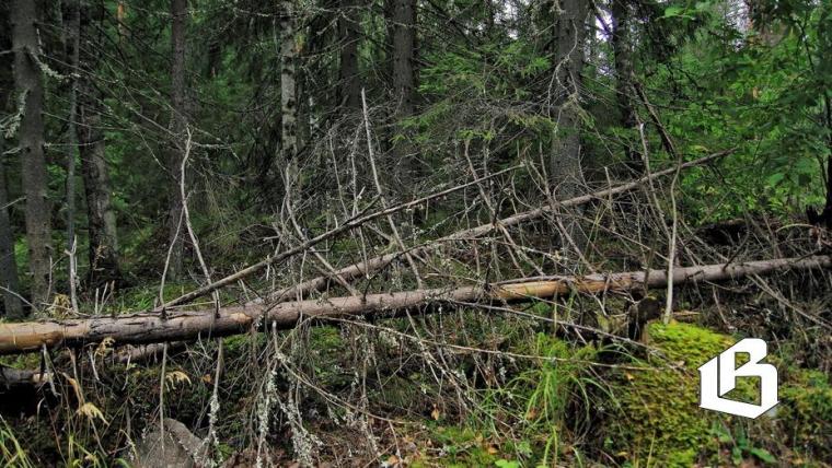В Ленобласти запускают пятилетнюю программу по очистке лесов