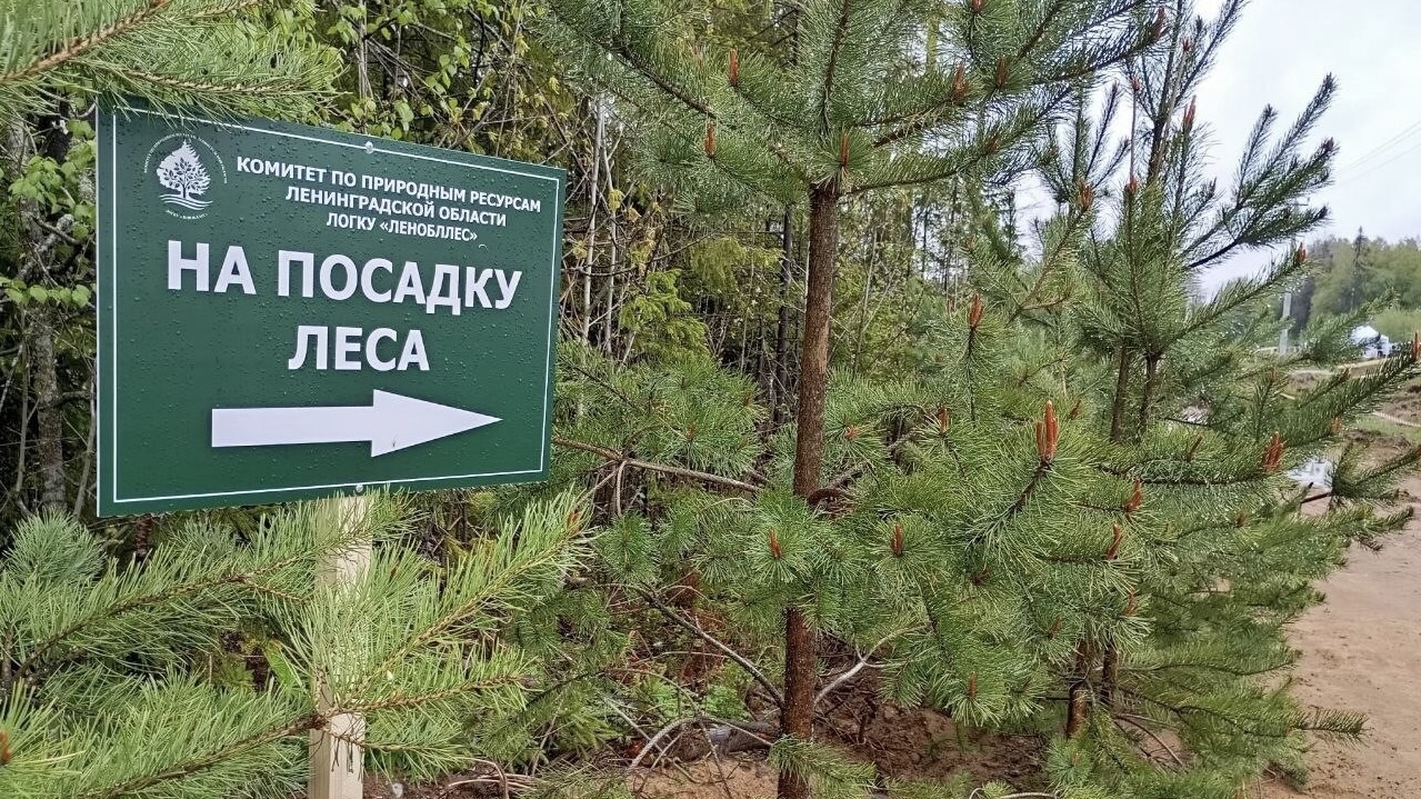 «Сохраним лес» в Ленинградской области 
