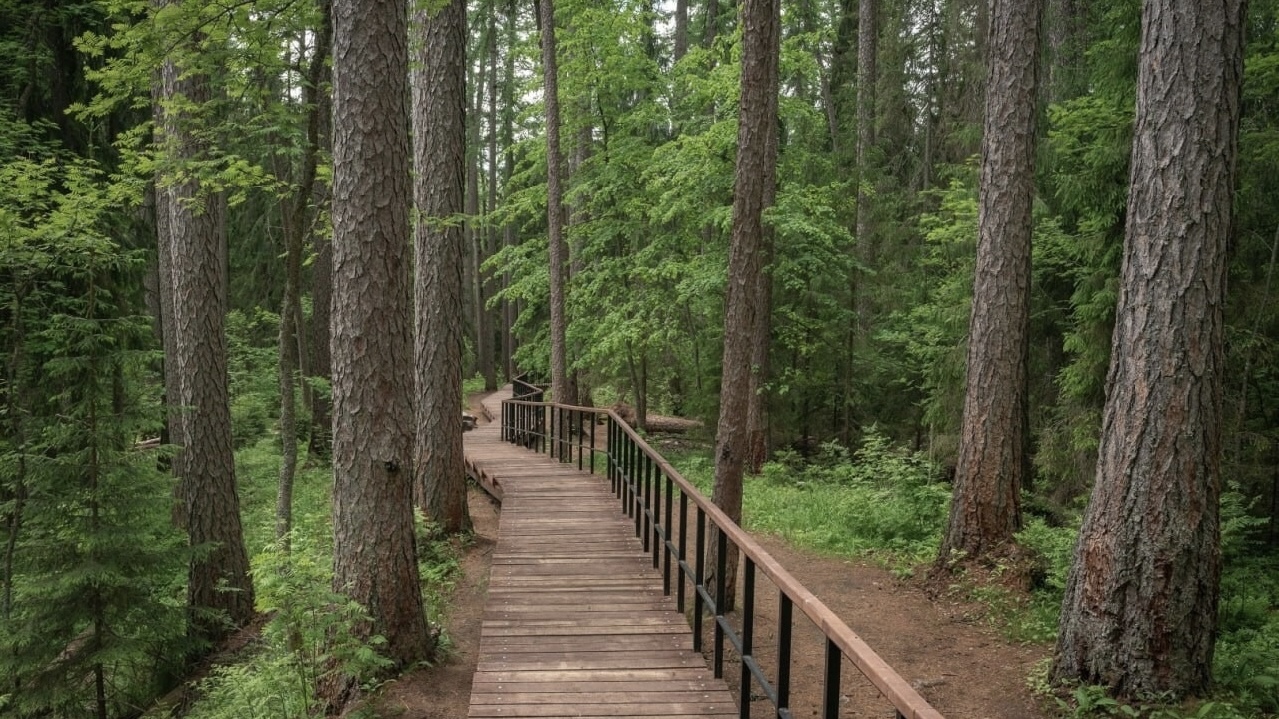 Прогулки в шести ООПТ Ленинградской области станут доступнее