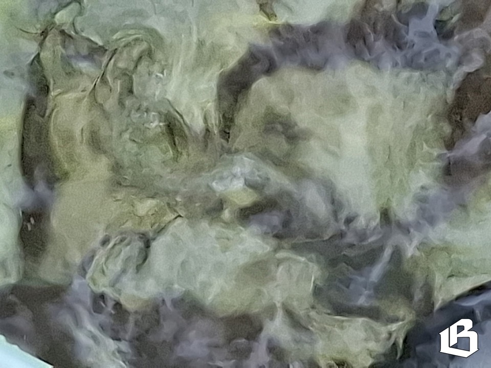 Сегодня под Выборгом выпустили в природу более 3000 мальков сига