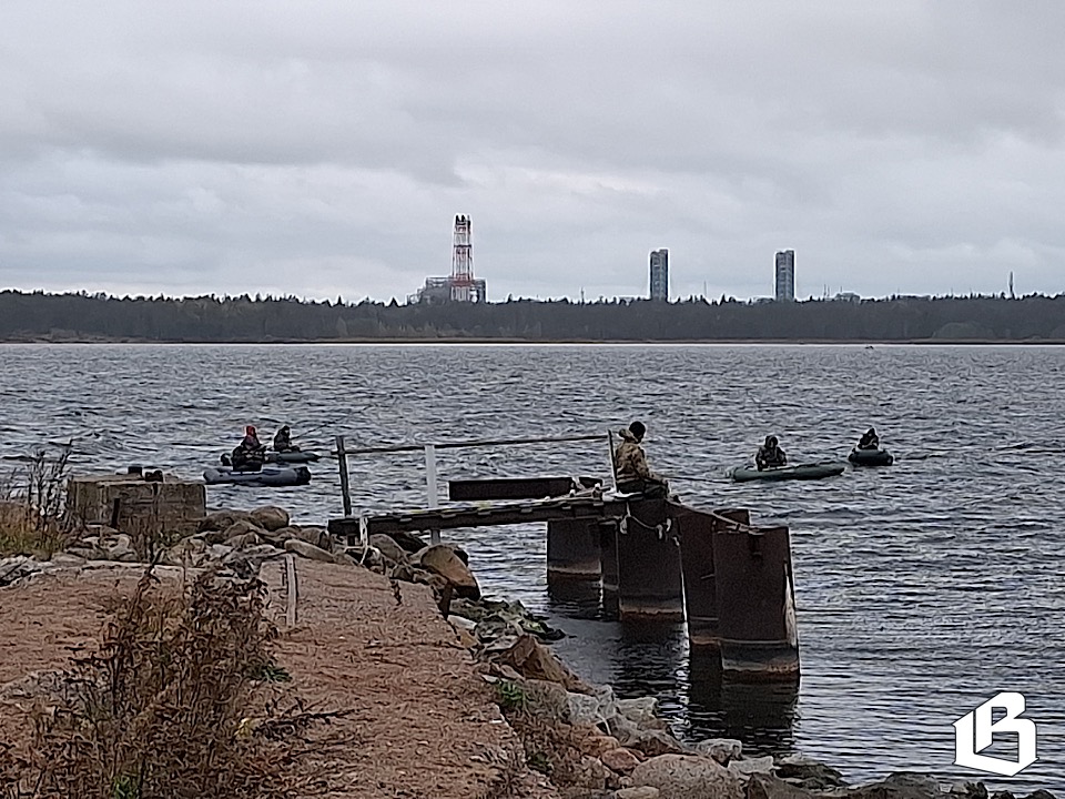 Сегодня под Выборгом выпустили в природу более 3000 мальков сига