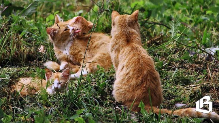 Депутатам Госдумы предложили подумать об обязательной стерилизации кошек