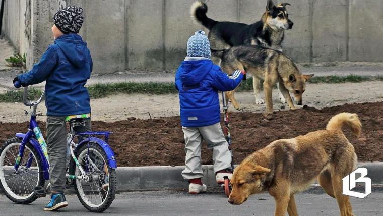 Когда нужны детские площадки, в Госдуме предлагают обустраивать собачьи