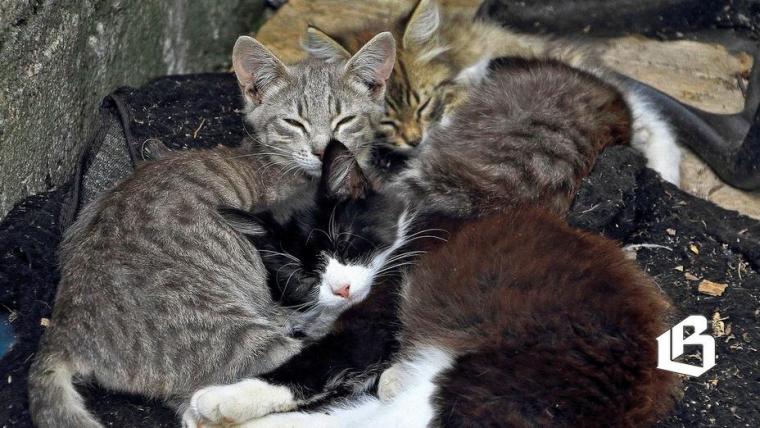 Парламентарий рассказал, как бороться с засильем животных в квартирах