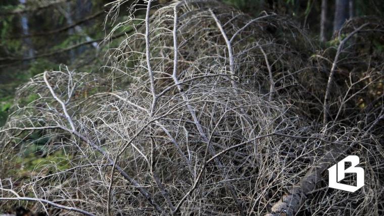 Губернатор Ленобласти предлагает дополнительные меры по сохранению лесов