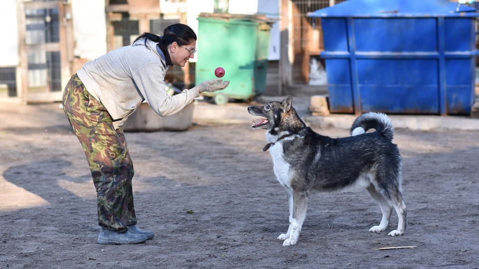 Миссия Анны: возвращать животным веру в людей, а людям — в чудо