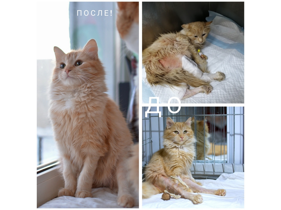 Миссия Анны: возвращать животным веру в людей, а людям — в чудо