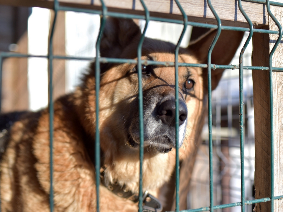 Миссия Анны: возвращать животным веру в людей, а людям — в чудо