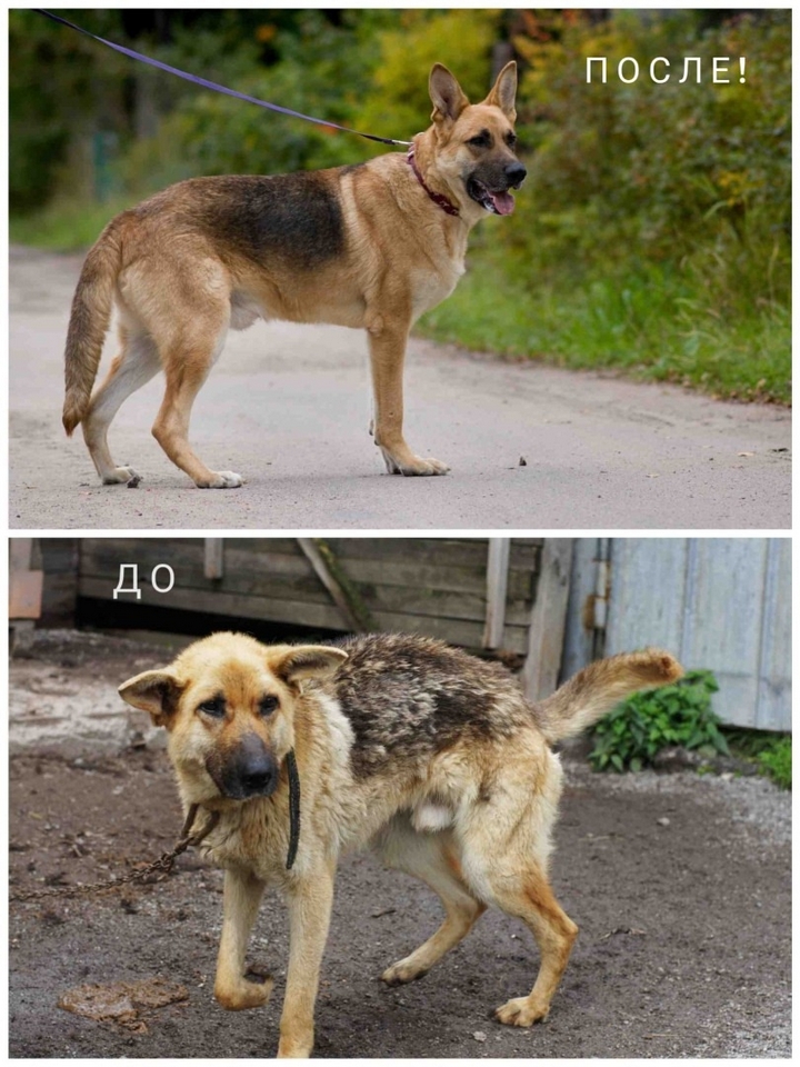 Миссия Анны: возвращать животным веру в людей, а людям — в чудо