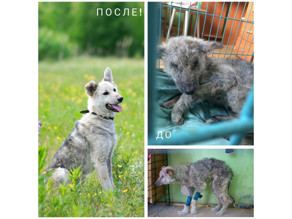 Миссия Анны: возвращать животным веру в людей, а людям — в чудо