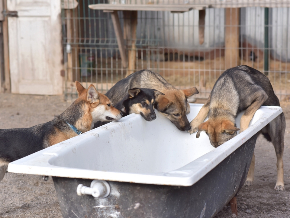 Миссия Анны: возвращать животным веру в людей, а людям — в чудо