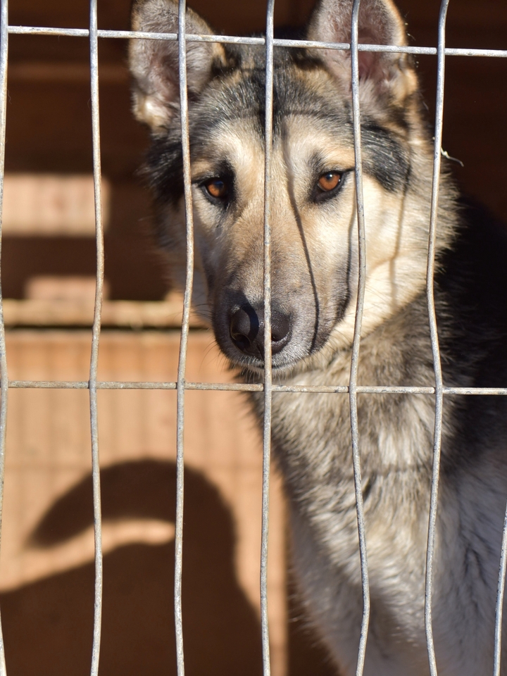 Миссия Анны: возвращать животным веру в людей, а людям — в чудо