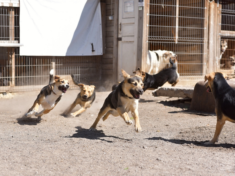 Миссия Анны: возвращать животным веру в людей, а людям — в чудо