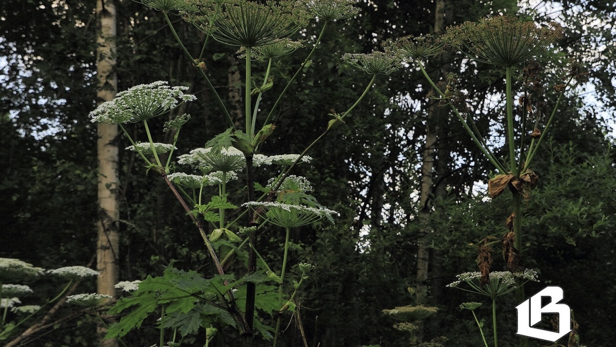 С марта 2026 года землевладельцы обязаны бороться с борщевиком 