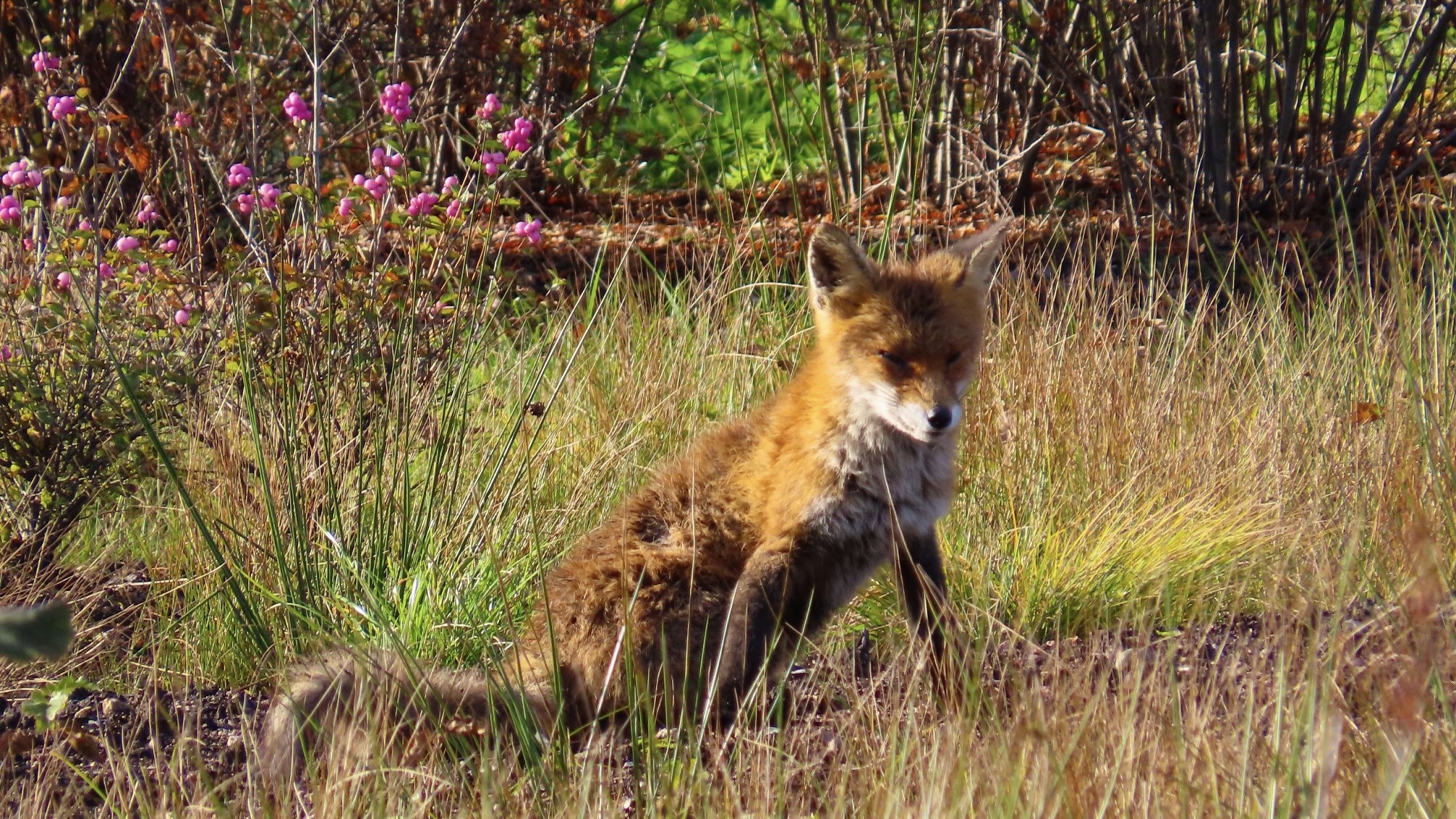Сотрудники Монрепо и биолог Павел Глазков советуют любоваться лисами в парке издали