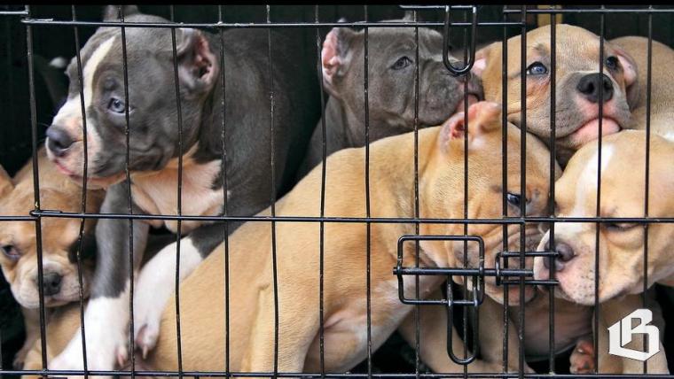 В Госдуме подготовили законопроект о деятельности заводчиков животных