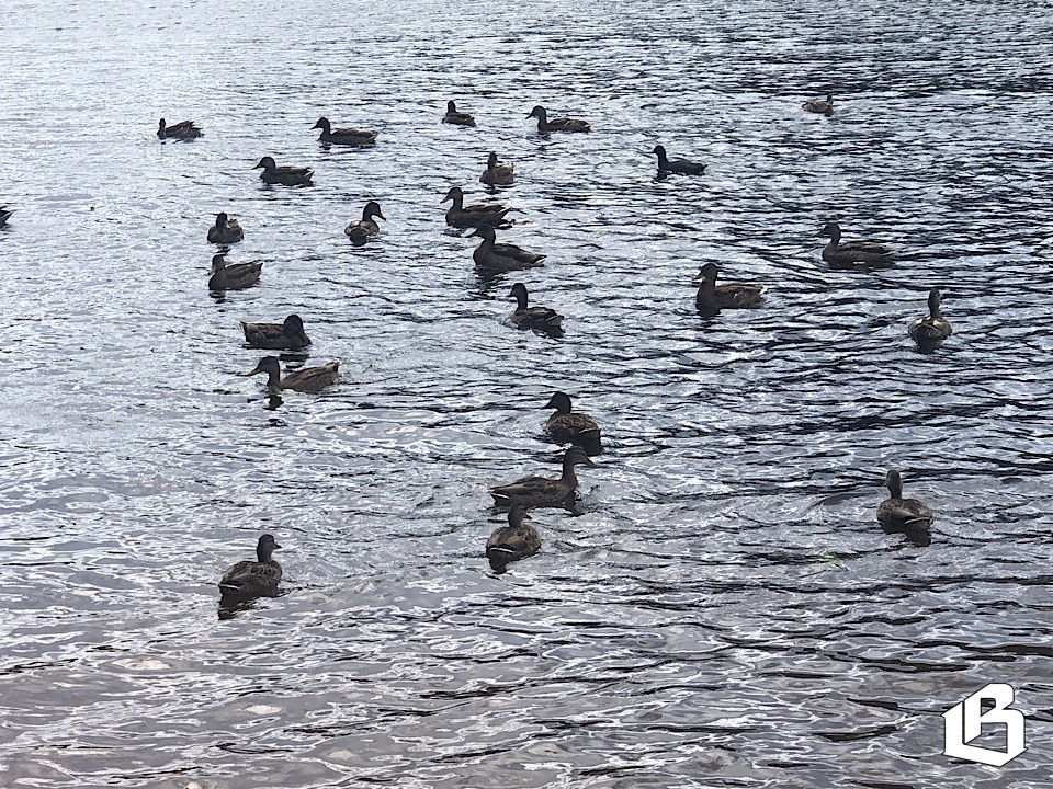 Есть такой музей – «Дачная столица»