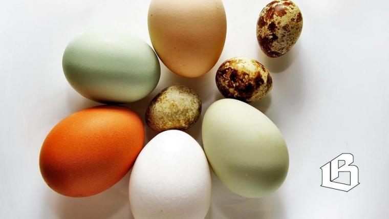 Ленобласть держит первое место в России по производству яиц