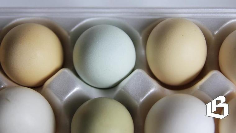 Ленобласть поэтапно переходит на отечественное яйцо бройлеров