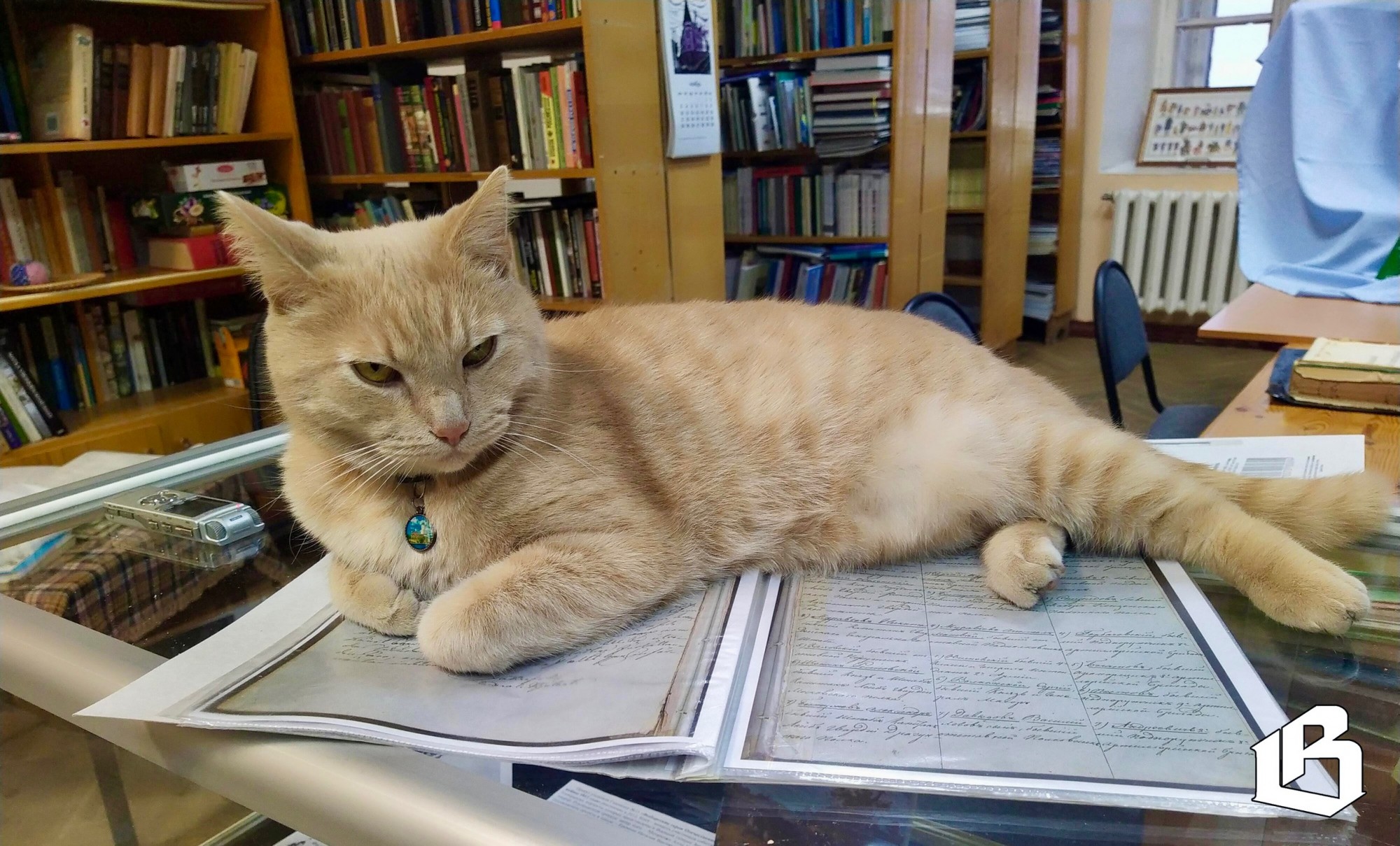 кот Персей выборгский замок 