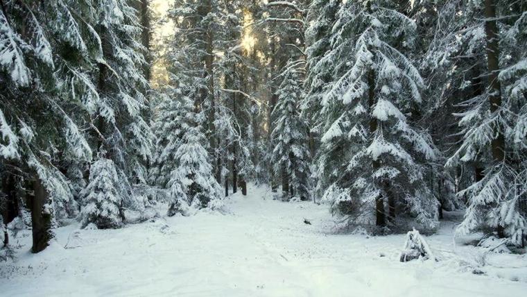 За бесплатными новогодними елками – по паспорту