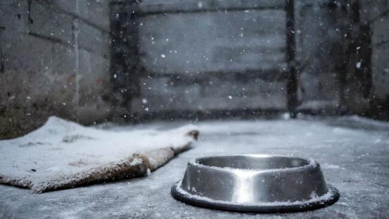 В Ленобласти в пятый раз проводится акция «Сытый Новый год»