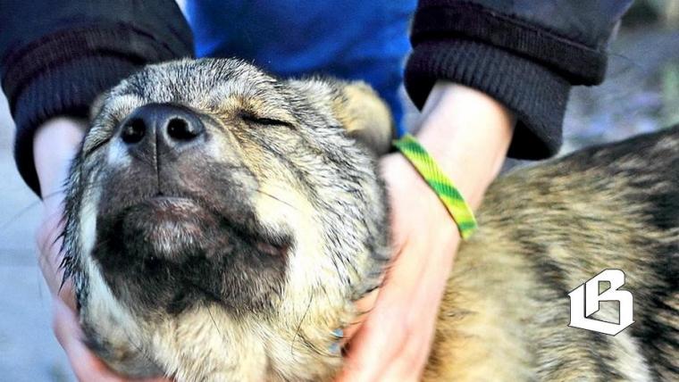 Животных из приюта будут стерилизовать бесплатно