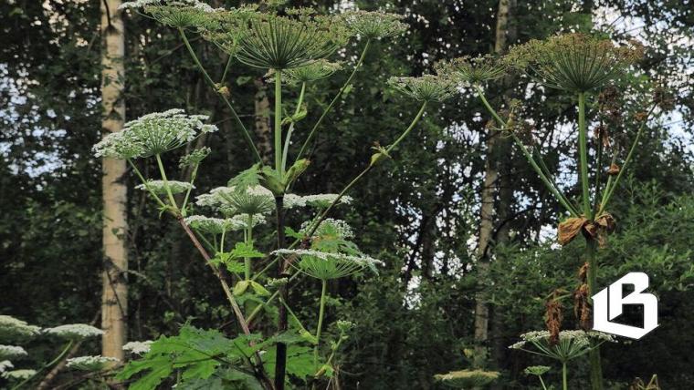 В Ленобласти решают земельный вопрос 