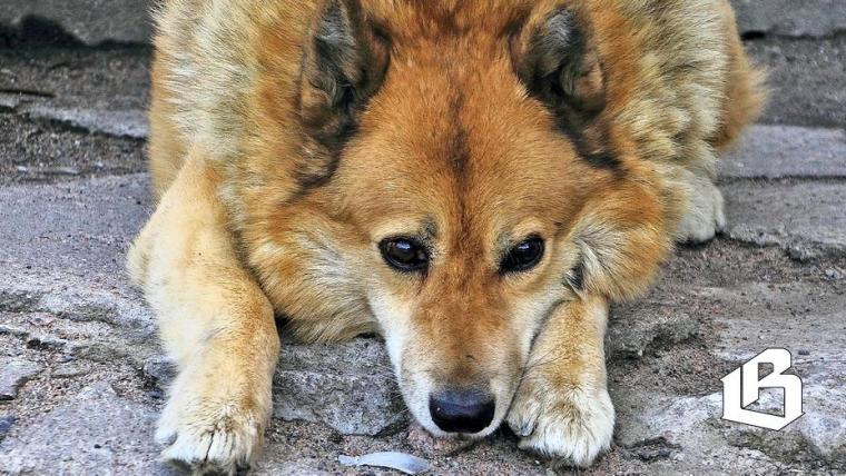 Ленобласть предложила свою версию учета питомцев для всей России