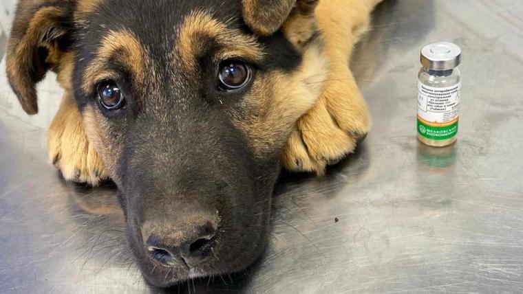 В Ленобласти началась бесплатная вакцинация животных от бешенства
