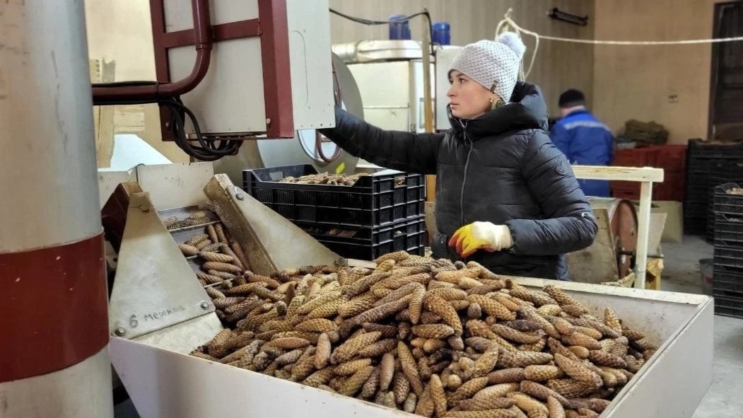Урожая шишек Ленобласти хватит не только на свой регион