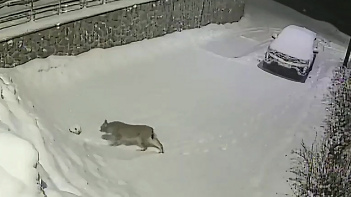 Дикая рысь замечена на территории парка Монрепо