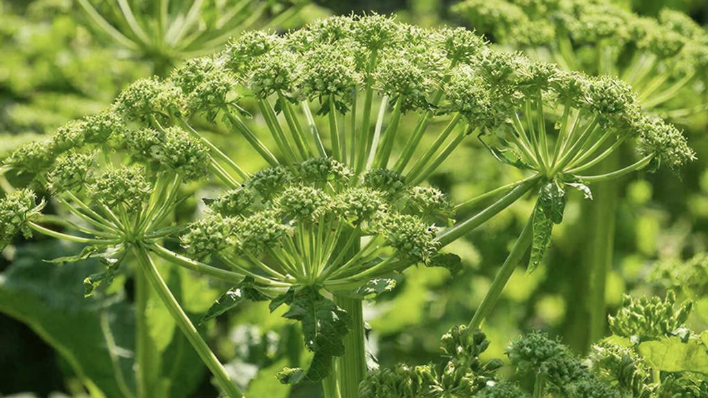 Единый оператор по ликвидации борщевика