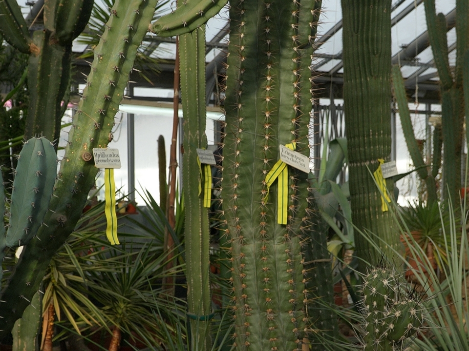 «Потомкам передать величье непобедимой красоты…»