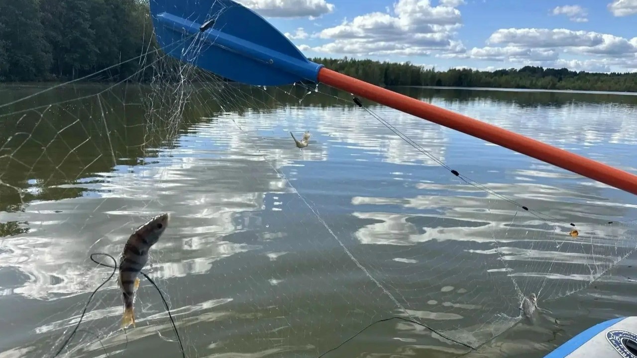 Водный детектив на озере Победное. Экологи не подтвердили худшие опасения 