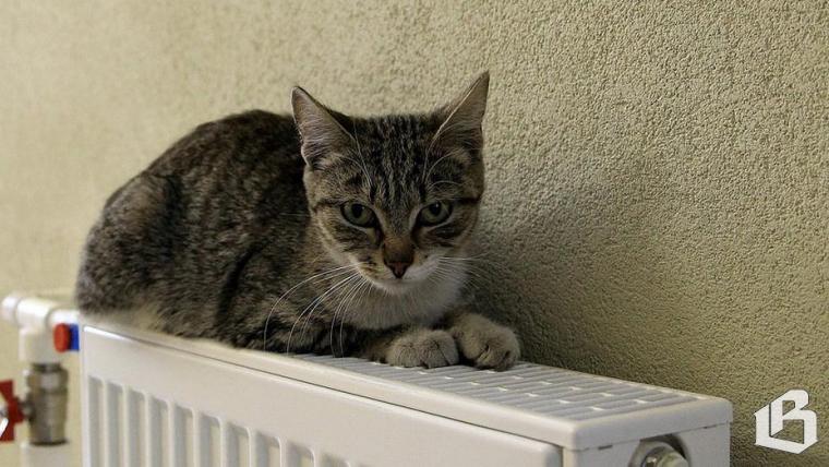 кот на батарее