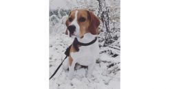 Глубоко в моем сердце: как под Выборгом спасали потерявшуюся собаку