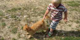 Государственная Дума приняла закон об ответственном обращении с животными 
