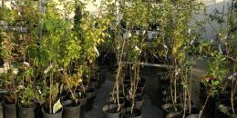 Выставка-продажа саженцев пройдет в Выборге