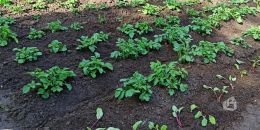 Производителям овощной продукции выделят 5 миллиардов рублей