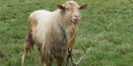 В Ленобласти зарегистрирован очаг заболеваемости мелкого рогатого скота