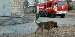 В Светогорске пожарные вызволили провалившегося в колодец пса