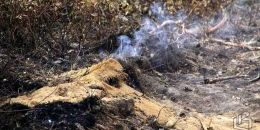 В Ленобласти введен полный запрет на разведение огня на лесных территориях