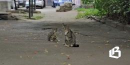 Управление ветеринарии рассказало, кто может бесплатно стерилизовать питомцев