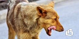 Роспотребнадзор сообщил о зарегистрированном случае бешенства в Ленобласти