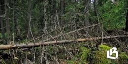 В Ленобласти запускают пятилетнюю программу по очистке лесов