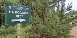 «Сохраним лес» в Ленинградской области 