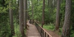 Прогулки в шести ООПТ Ленинградской области станут доступнее
