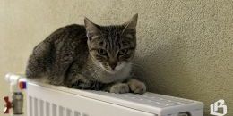  В Ленобласти хотят изменить дату начала отопительного сезона