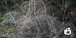 Губернатор Ленобласти предлагает дополнительные меры по сохранению лесов